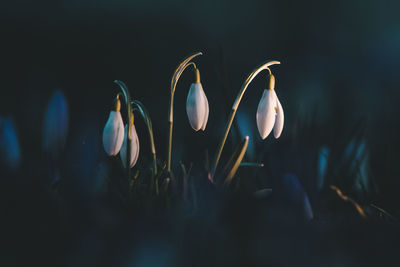 Close-up of flowering plant at night