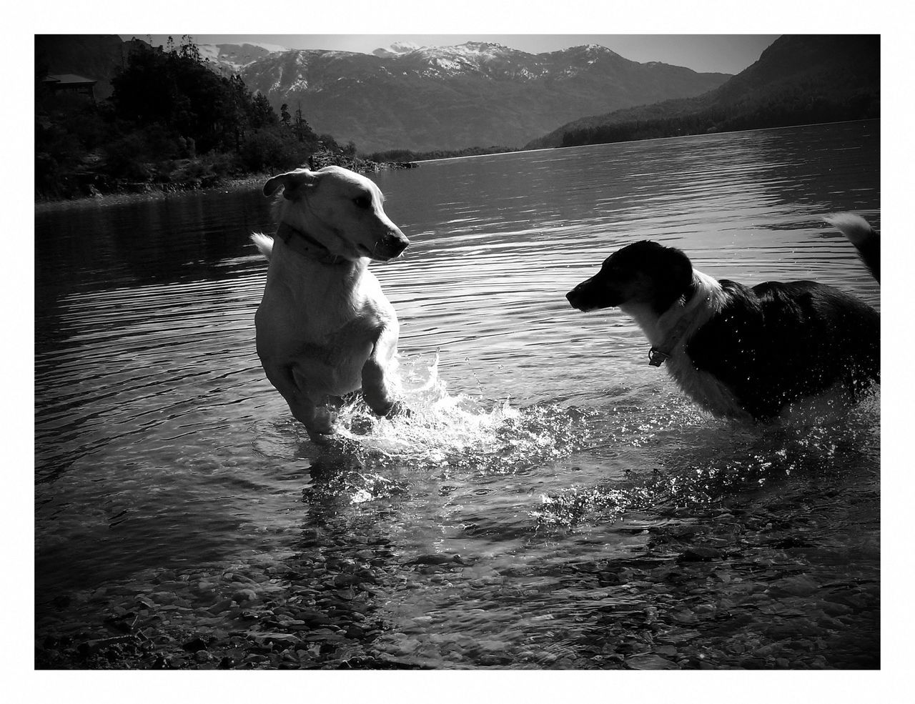 water, animal themes, transfer print, one animal, lake, mammal, domestic animals, dog, pets, rippled, auto post production filter, waterfront, two animals, river, animals in the wild, bird, nature, wildlife, swimming, motion