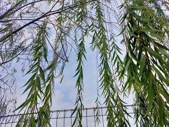 Low angle view of bamboo tree
