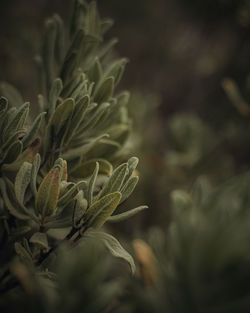 Close-up of plant growing on field