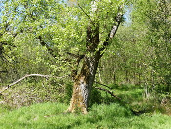 View of tree trunks in forest