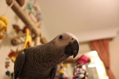 Close-up of a bird