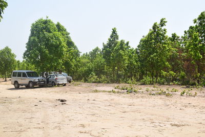 Cars by trees against sky