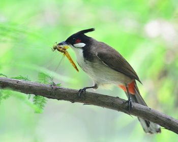 Close-up of bird hunting on tree