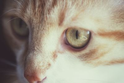 Close-up portrait of a cat