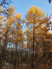 Low angle view of trees in forest during autumn