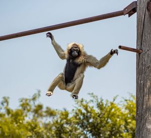 Low angle view of monkey flying against sky