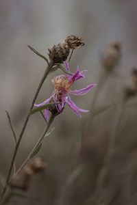 Close-up of wilted flower