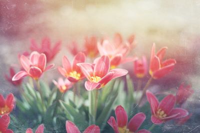 Close-up of pink flowers