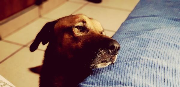 Close-up of a dog looking away