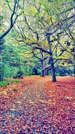 Autumn leaves on tree