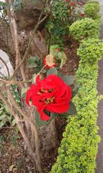 Close-up of red poppy flowers