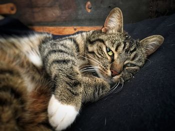 High angle view of cat sleeping