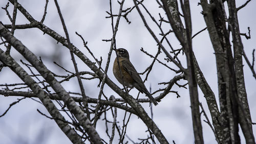 Low angle view of bird perching on tree against sky