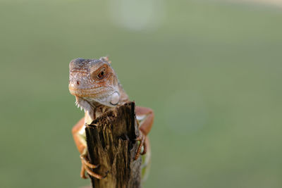 Close-up of a lizard