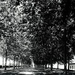 Empty road along trees