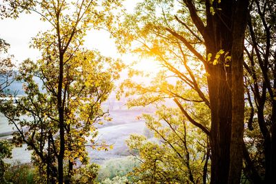 Trees in forest against sky