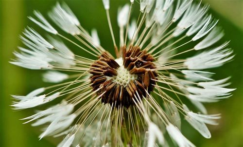 Close-up of flower