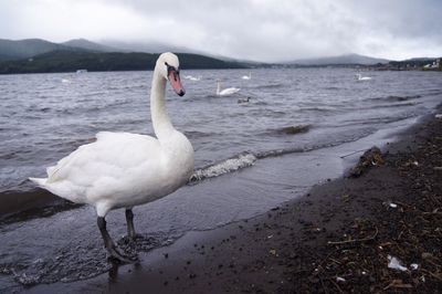 Swan on lake against sky