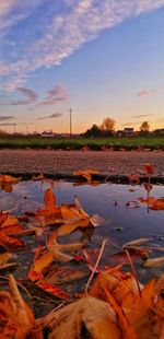 Autumn leaves on lake against sky during sunset