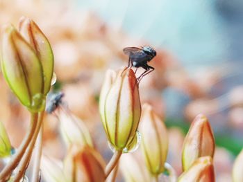 Close-up of insect on flower