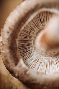 Close-up of mushroom