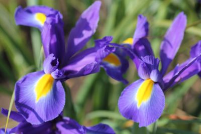 Close-up of purple iris