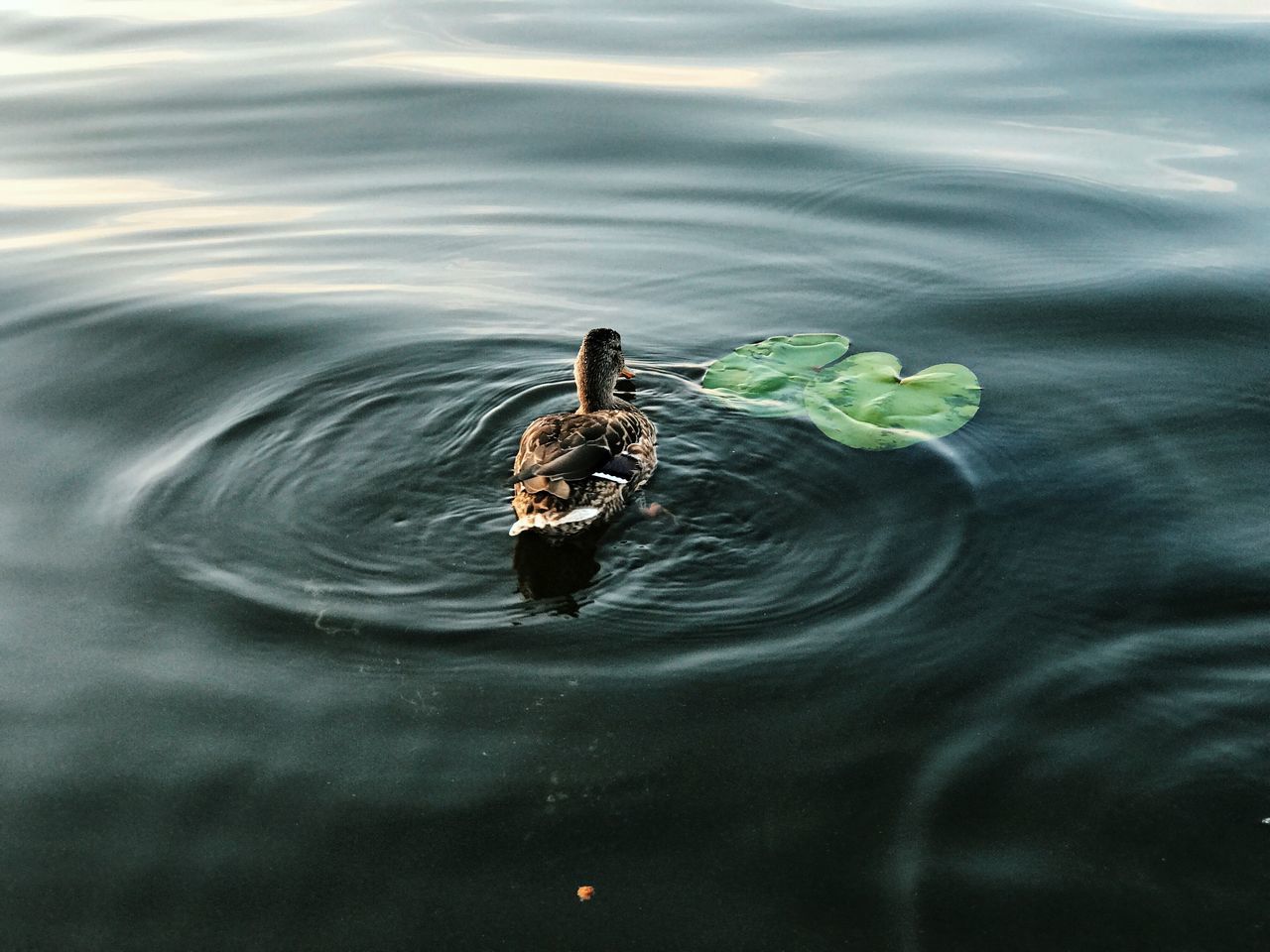 water, swimming, animals in the wild, animal themes, lake, one animal, animal wildlife, waterfront, bird, animal, nature, no people, day, vertebrate, young animal, young bird, high angle view, rippled, duck, outdoors, floating on water, animal family