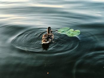 water
