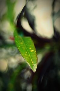 Close up of leaf