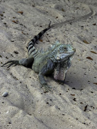 Close-up of reptile on sand