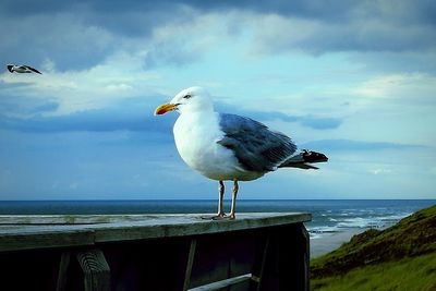 Seagull perching on wooden post by sea against sky