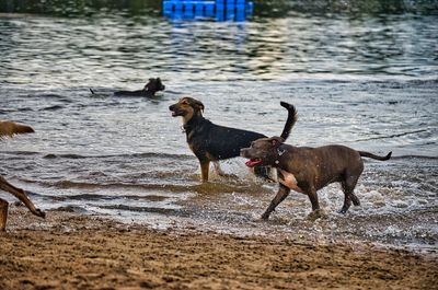 Dogs running on beach