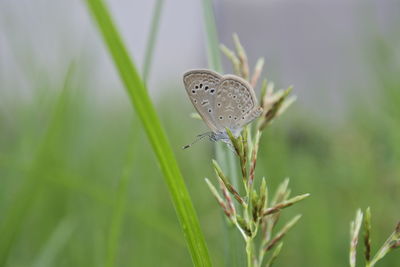 Close-up of butterfly on flower