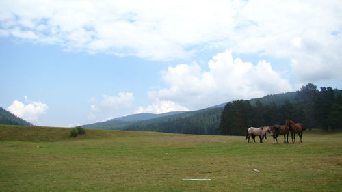 Horses grazing on field against sky