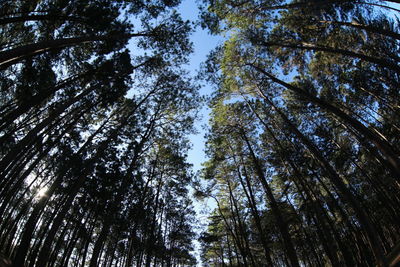 Low angle view of trees in forest