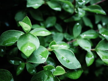 Close-up of raindrops on leaves