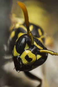 Macro shot of wasp