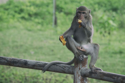 Monkey sitting on wood against trees