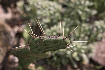 Close-up of insect on leaf