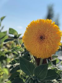 Close-up of yellow flowering plant