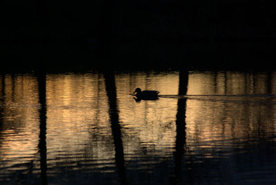 Silhouette ducks swimming in lake at night