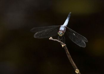 Close-up of butterfly perching on leaf