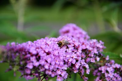 Close-up of bee pollinating on purple flower