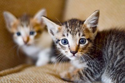 Close-up portrait of kitten