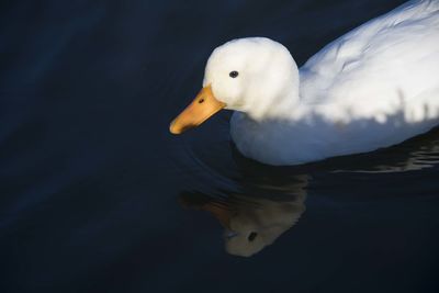 Close-up of swan swimming in lake