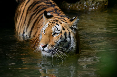 View of a bengal-tiger standing in a lake.