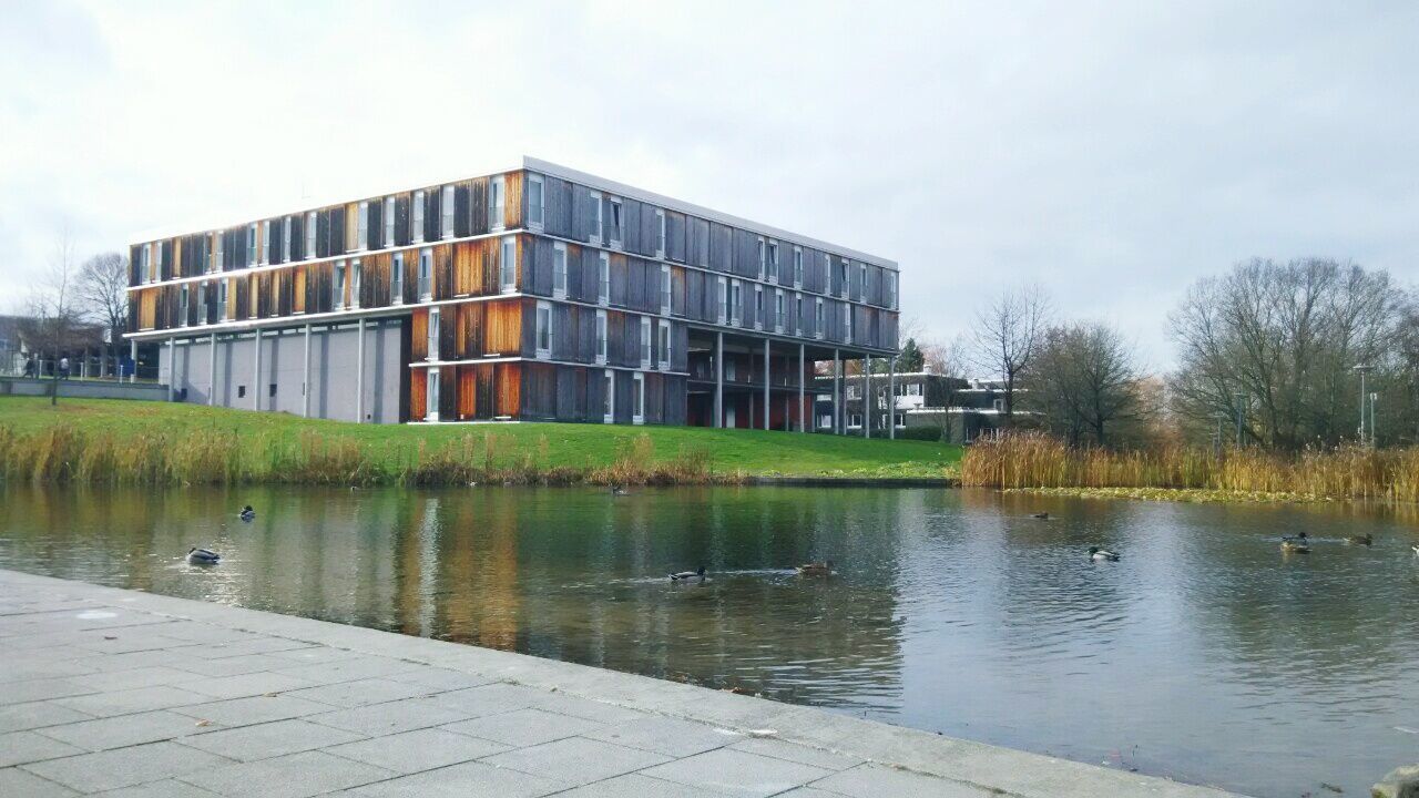 building exterior, architecture, built structure, bird, animal themes, water, sky, animals in the wild, wildlife, tree, reflection, flock of birds, lake, city, day, building, river, outdoors, cloud - sky