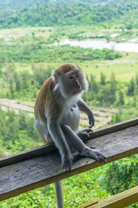 Monkey sitting on railing
