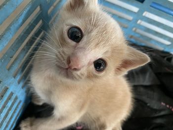 Close-up portrait of a cat